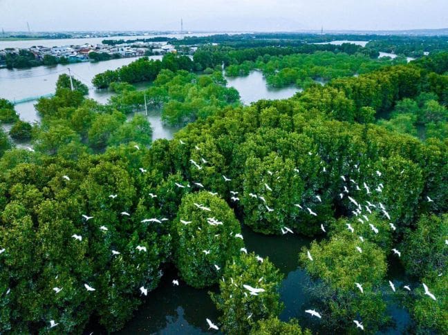 Ngắm Cò về ngủ tại Cồn Chim