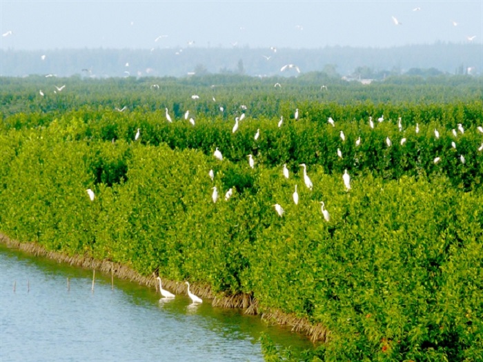 cồn chim quy nhơn