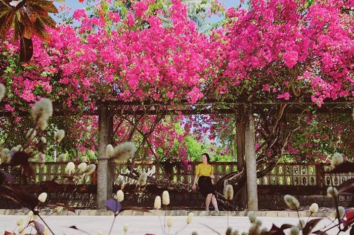Khám phá làng phong Quy Hòa